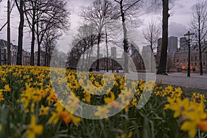 Spring view with blooming daffodils in the city of The Hague. Cloudy weather at the Netherlands government headquarters
