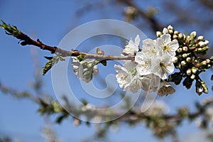 Spring view: cherry blossom