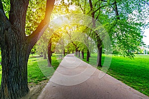 Spring view in Letna Park, Prague, Czech Republic. Spring in Prague (Praha), beautiful Letna park (Letenske sady) in sunlight,