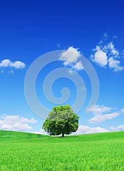 Spring view, lonely tree among green fields