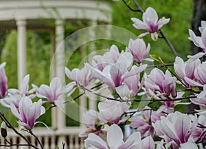 spring view of magnolia in luxurious bloom