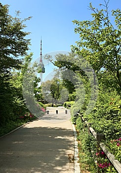 Spring view of Namsan public park on Namsan mountain in the center of Seoul