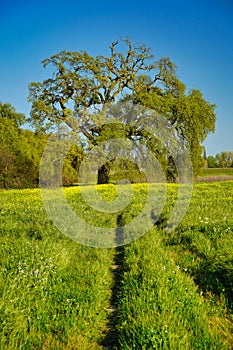 Spring view of a offload trail leading to a large oak gree