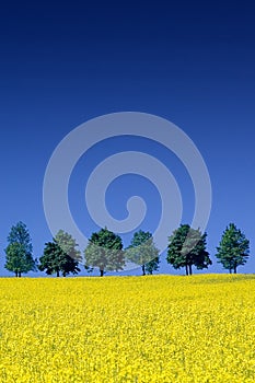 Spring view, row of green trees among fields