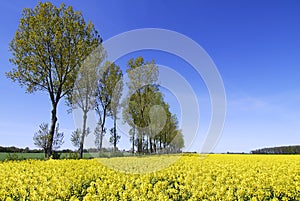 Spring view, row of green trees among rape fields