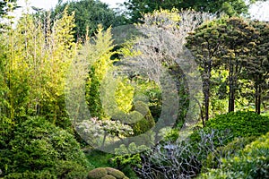 Spring view in Tea garden