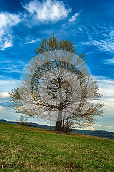 Jarný pohľad na strom na lúke