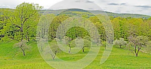 Spring view of trees and fruit trees from FDR\'s Springwood Mansion in Spring