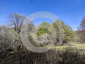 Spring view of Vitosha Mountain,  Bulgaria