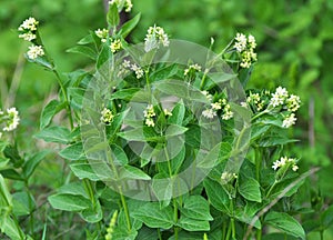 In spring, Vincetoxicum hirundinaria blooms in the forest