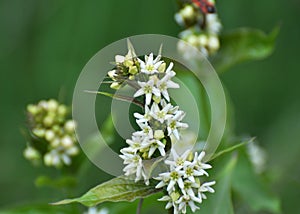 In spring, Vincetoxicum hirundinaria blooms in the forest