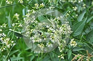 In spring, Vincetoxicum hirundinaria blooms in the forest