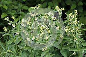 In spring, Vincetoxicum hirundinaria blooms in the forest