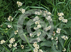 In spring, Vincetoxicum hirundinaria blooms in the forest