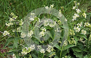 In spring, Vincetoxicum hirundinaria blooms in the forest