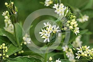 In spring, Vincetoxicum hirundinaria blooms in the forest
