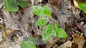 Spring vine leaves sprout through fallen autumn leaves.