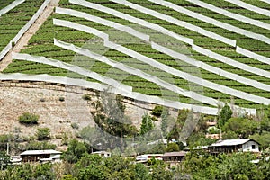 Spring Vineyard in Chile