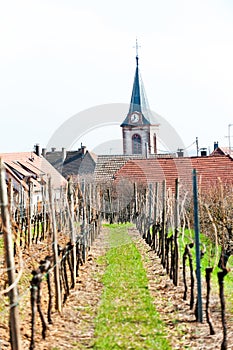 Spring vineyard with church on background in France, Alsace region
