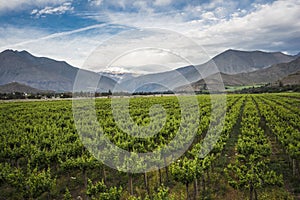 Spring Vineyard, Elqui Valley, Andes, Chile photo