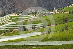 Spring Vineyard. Elqui Valley, Andes, Chile photo