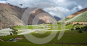 Spring Vineyard. Elqui Valley, Andes part of Atacama photo