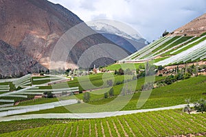 Spring Vineyard. Elqui Valley, Andes photo