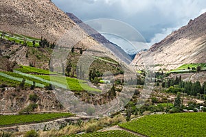 Spring Vineyard. Elqui Valley, Andes photo