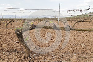 Spring vineyard in La Rioja, Spain.