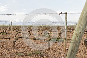 Spring vineyard in La Rioja, Spain.