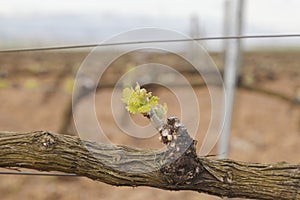 Spring vineyard in La Rioja, Spain.