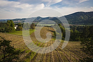 Spring vineyards, Willamette Valley, Oregon