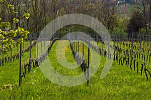Spring In Vineyard In Mackovci, Prekmurje, Slovenia photo