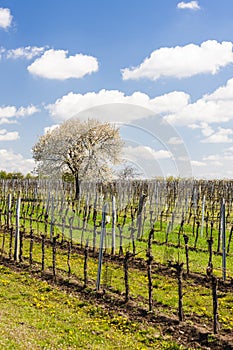 spring vineyard near Retz, Austria
