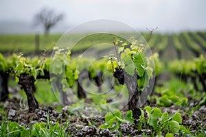 Spring Vineyard Rows with Budding Grapevines and Moist Soil photo