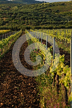 Spring vineyard before sunset, vertical orientation, selective focus