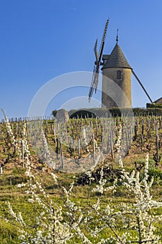 Spring vineyards with Chenas windmill in Beaujolais, Burgundy, France