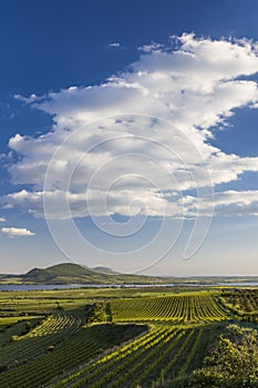 Spring vineyards under Palava near Sonberk, South Moravia, Czech Republic