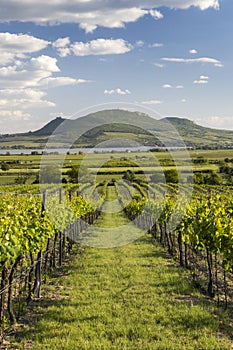 Spring vineyards under Palava near Sonberk, South Moravia, Czech Republic