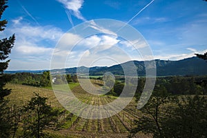 Spring vineyards, Willamette Valley, Oregon