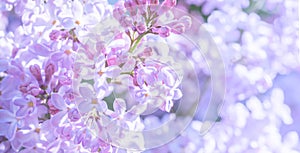 Spring violet lilac flowers blurred background greeting card concept