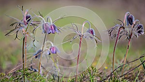 Spring violet wild prairie flowers