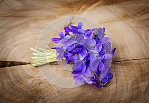 Spring violets flowers