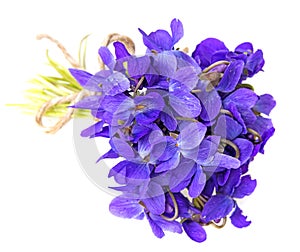 Spring violets flowers close up