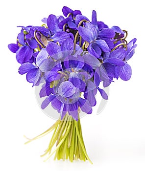 Spring violets flowers close up