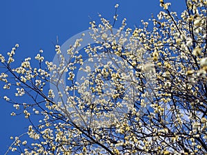 Spring walk in Alloa town