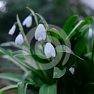 Spring walk snow drops