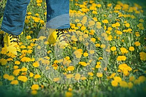 Spring walks on meadow full of flowers