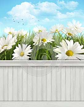 Spring wall background/backdrop