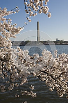 Spring in Washington